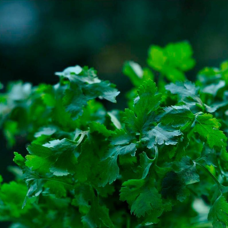 Semillas Cilantro Ecológicas_0