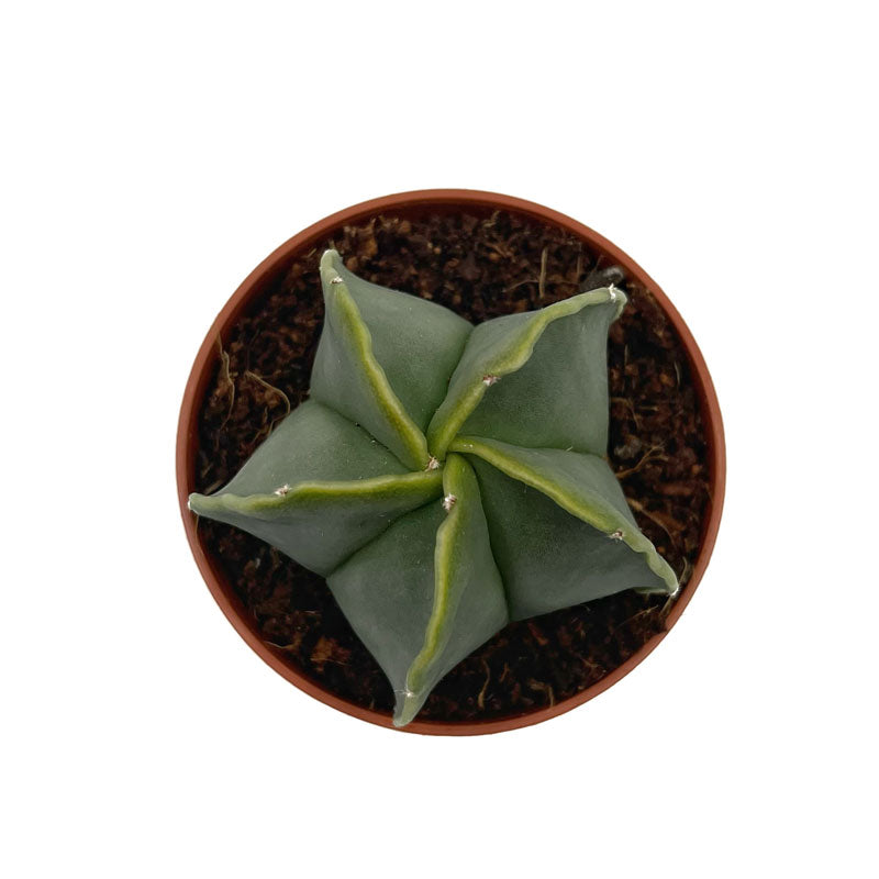 Astrophytum Myriostigma Nudum Cactus Y Suculentas M5,5 cm Ø_1