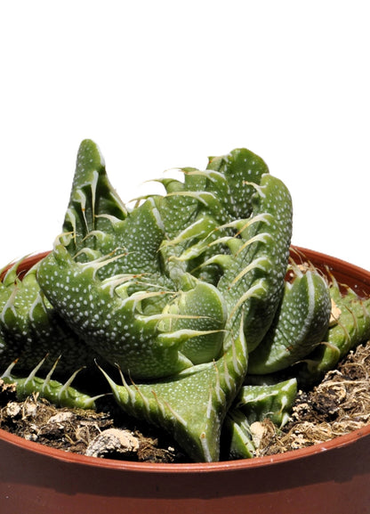 Faucaria Tigrina (boca De Tigre); Planta Suculenta Extraña; Curiosarium; Maceta 8,5 Cm_5