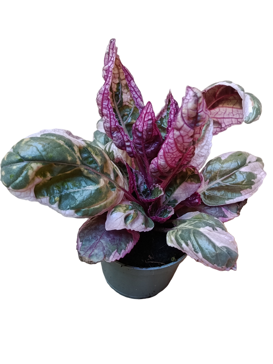 Mini Planta Hemigraphis Snow White Para Interior Y Terrarios Ø6_0