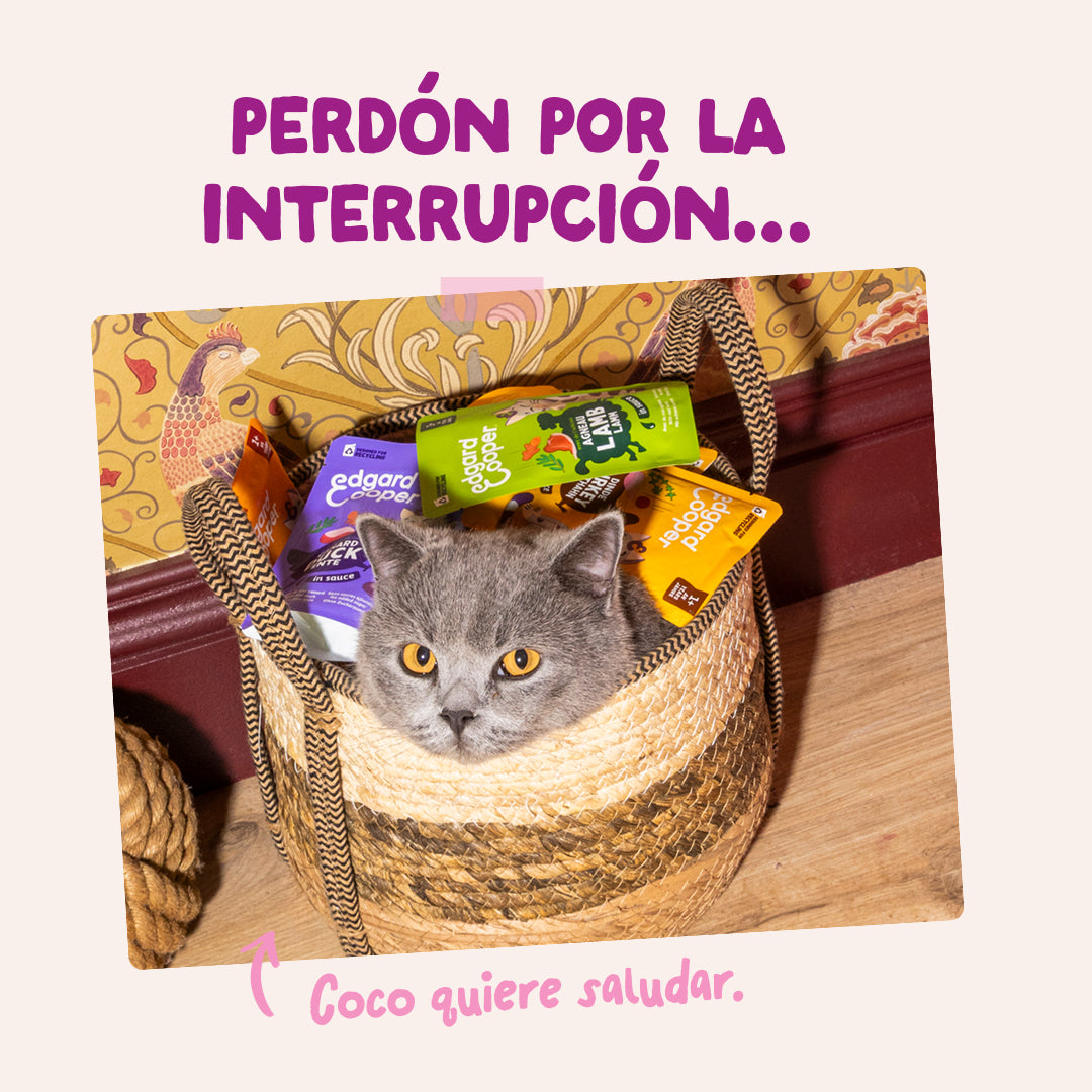 Sobres para gatitos Pato & Pollo en Salsa | Edgard & Cooper 85 g