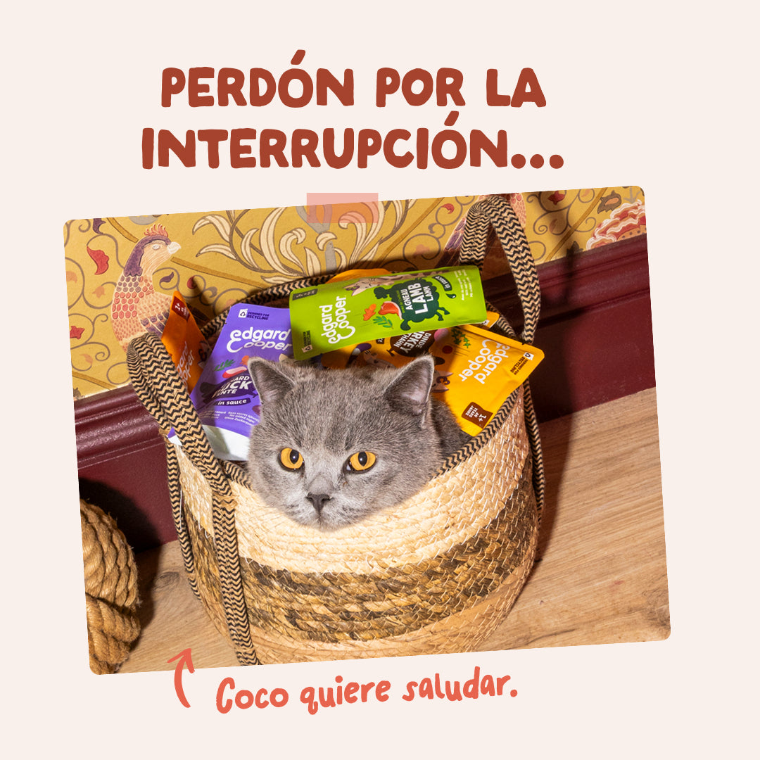 Sobres de comida húmeda Trucha & Pollo en Salsa para Gatos Adultos | Edgard & Cooper 85 g