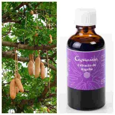 Extrato de kigelia Camassia