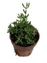 Mesem Pendula Hanging Succulent Plant Lilac Flower Ø8 Cm