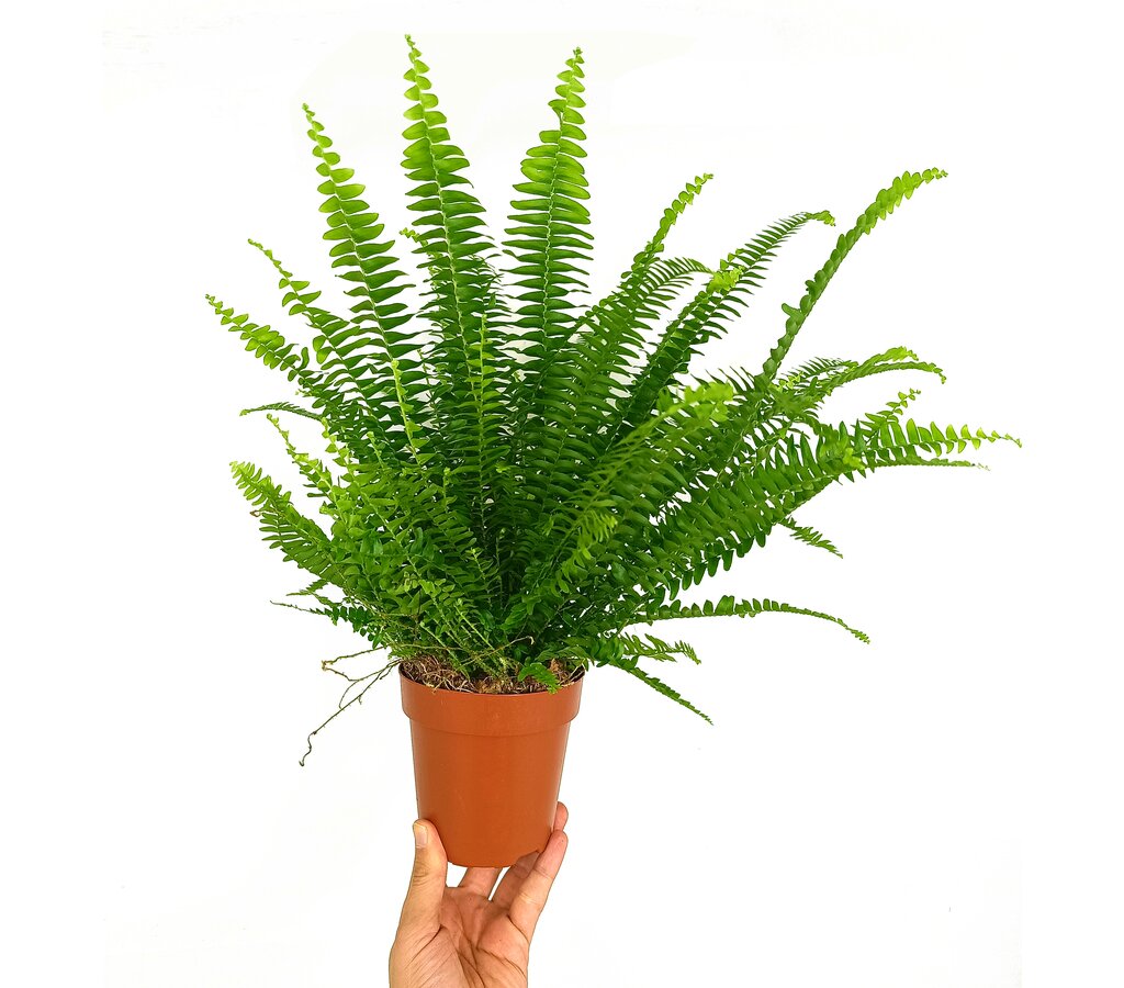 Helecho Green Lady M12 35cm_0