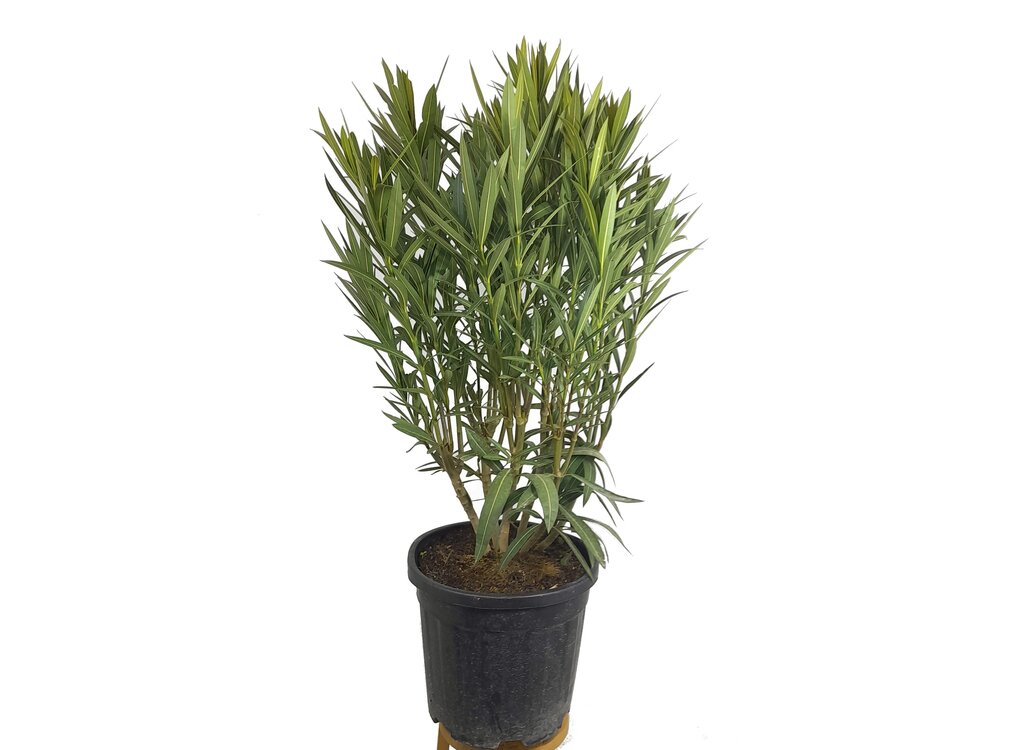 Adelfa Enana M30 60cm (valadre O Nerium Oleander)_0