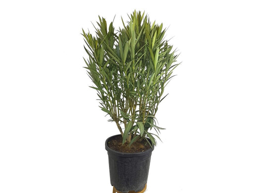 Adelfa Enana M30 60cm (valadre O Nerium Oleander)_0