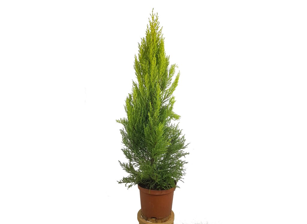 Cupresus Gold Crest Wilma M23 90cm (pino Del Limón)_1