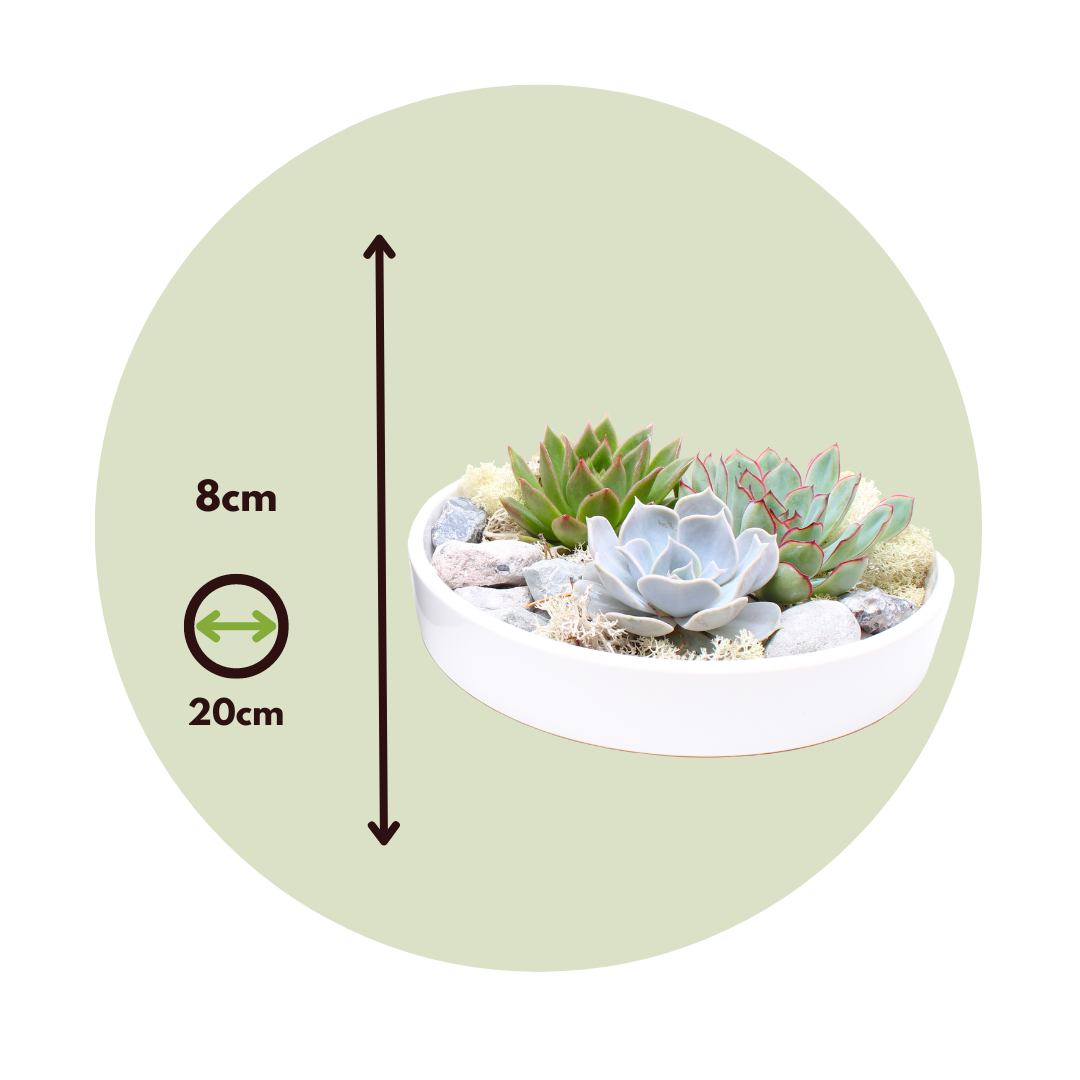 Echeveria Garden Mix Blanca - Echeveria Lilacina - Altura 8cm_2