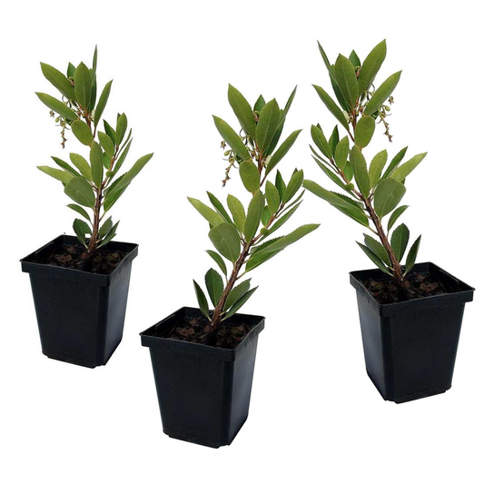 Madroño - 3 Pzs - Arbutus 'unedo' - Altura 25-40cm - ⌀9cm_0