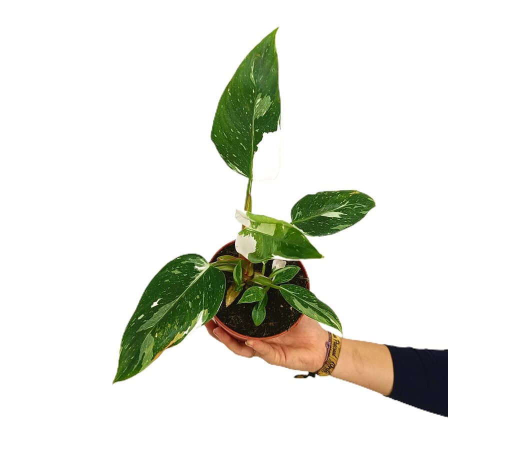 Philodendron White Princess M12_0