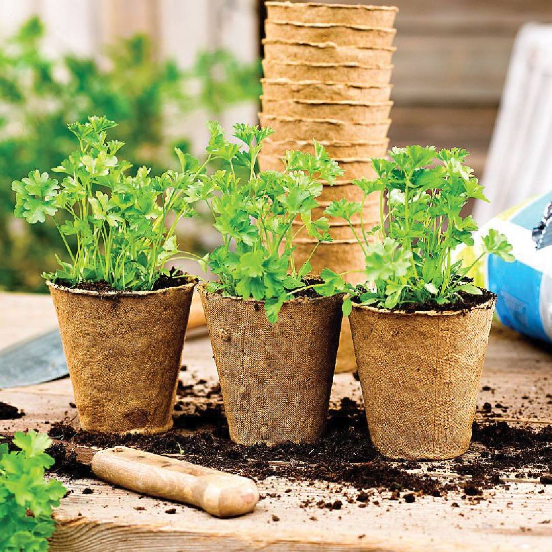 Vaso biodegradável para mudas Planeta Huerto 24 unid.