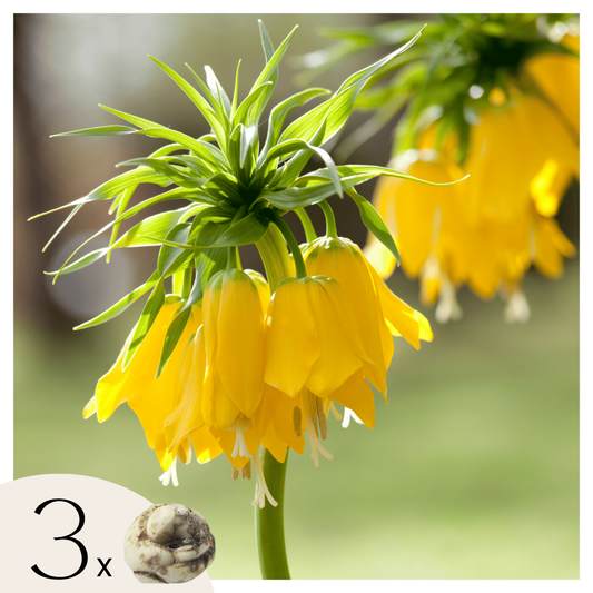 Bulbos De Flor Amarilla - 3 Pzs - Fritillaria 'lutea' - Bulbos De Flores_0