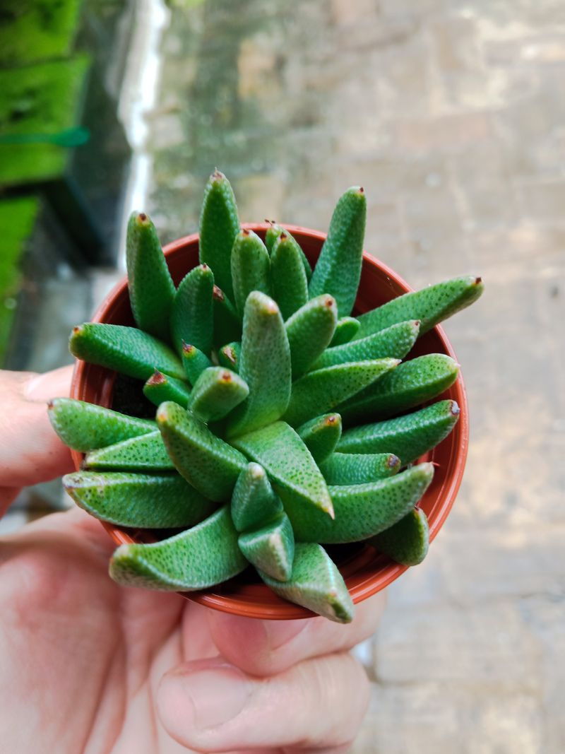 Nananthus Vittatus Planta Suculenta 5 Cms_0