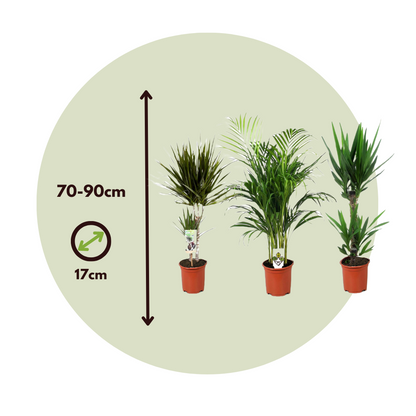 Conjunto De Palmeras De Interior - 3 Pzs - Indoor Palmmix Xl - A70-90cm - ⌀17cm_2