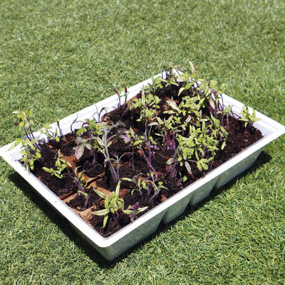 Kit de Plantação M Planeta Huerto