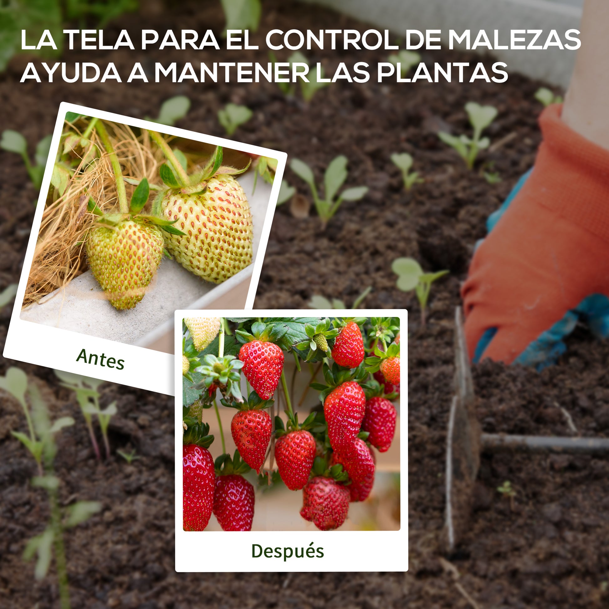 Outsunny Malla Antimaleza 1x100 M 60 G/m² Para Control De Malezas Malas Negro_5