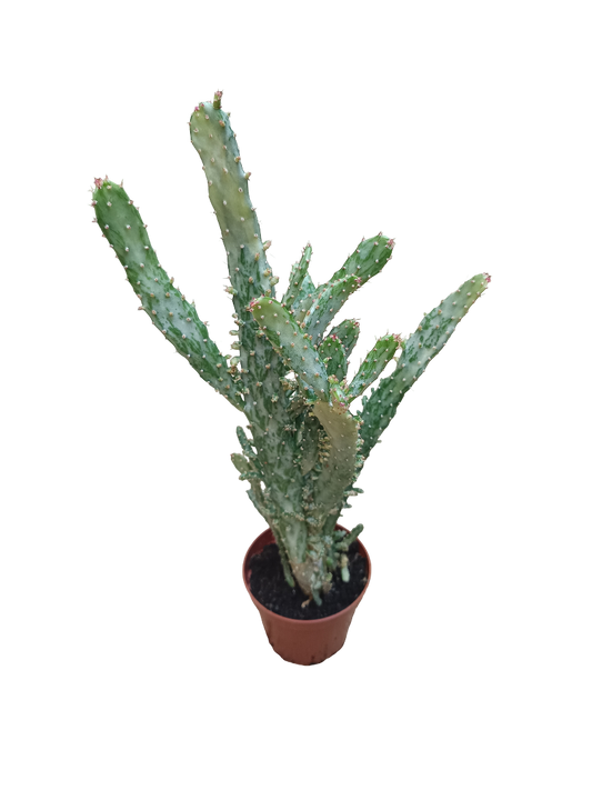 Opuntia Monocantha Variegata Cactus Planta Suculenta De Sol Ø8_0