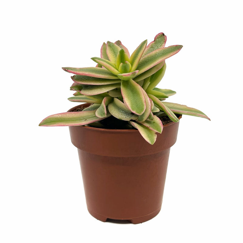 Crassula Capitella 'campfire' Variegata Cactus Y Suculentas M8,5 cm Ø_0