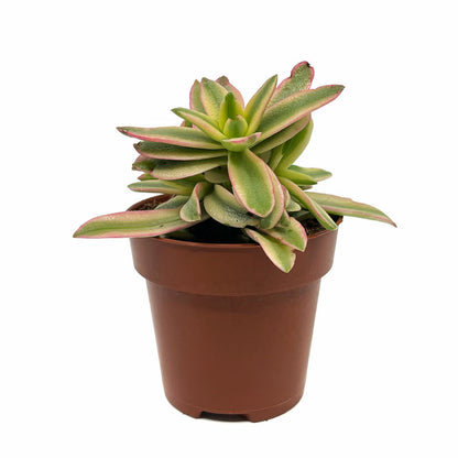 Crassula Capitella 'campfire' Variegata Cactus Y Suculentas M8,5 cm Ø_0