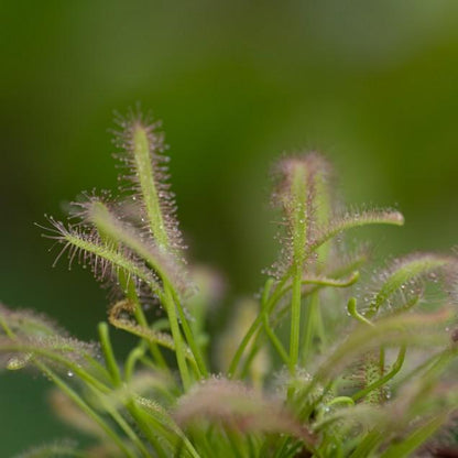 Sementes de plantas carnívoras Drosera capensis