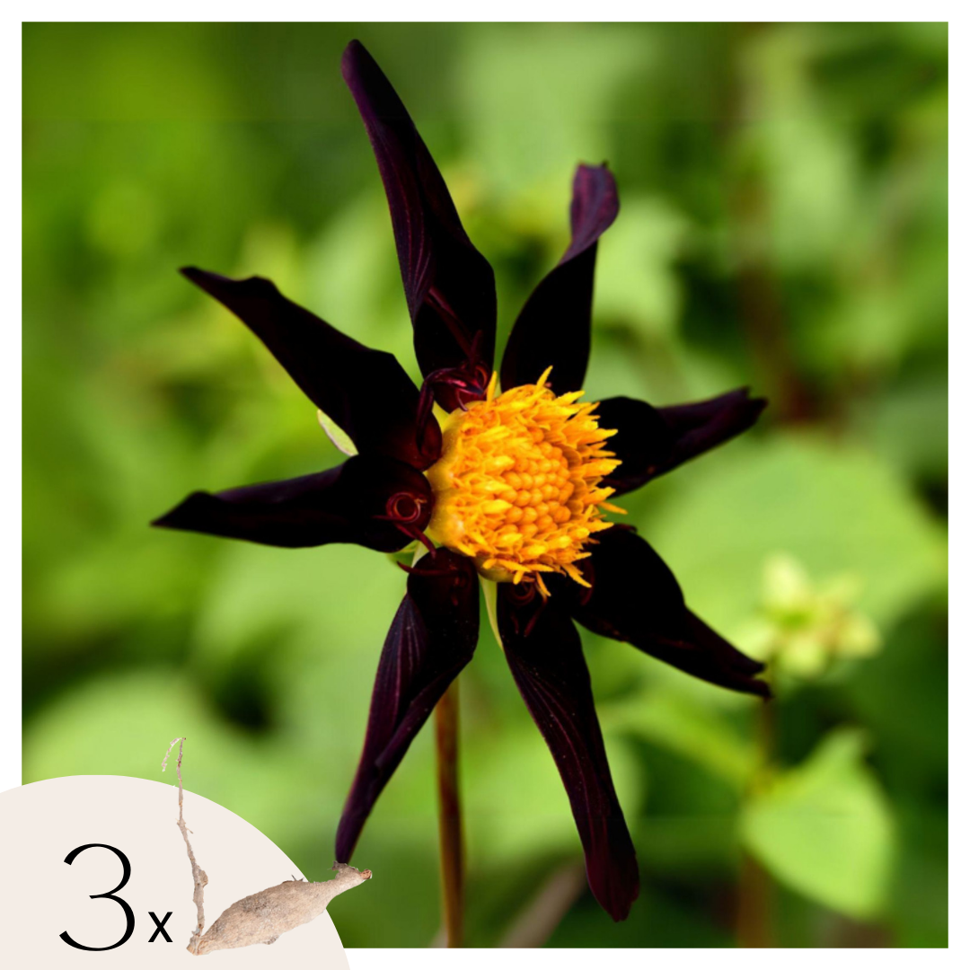Tubérculos De Dalia - 3 Pzs - Dahlia 'verrone's Obsidian'_0