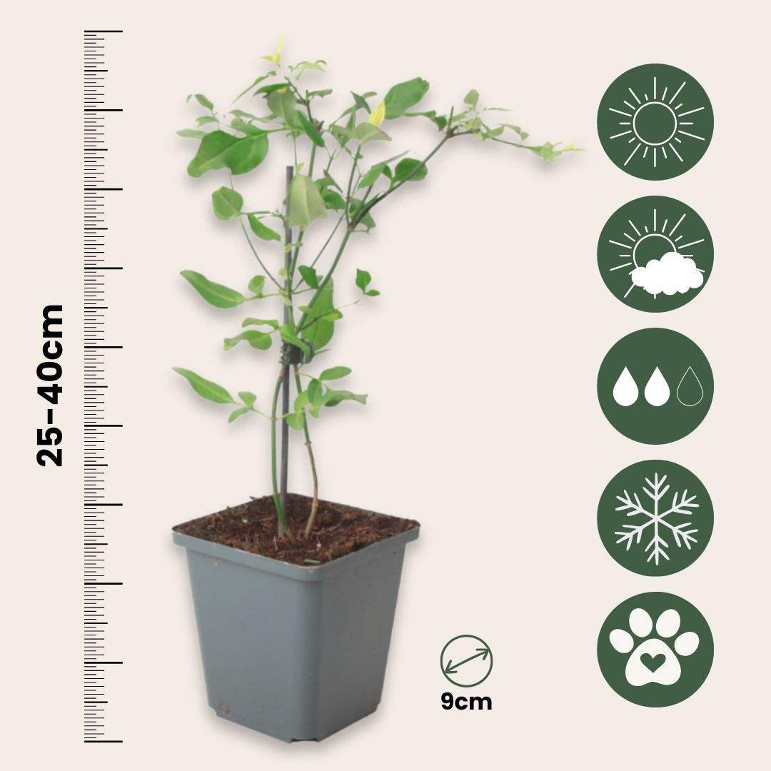 Jazmín - 3 Pzs - Jasminum 'summer Scent' - Altura 25-40cm - ⌀9cm_2