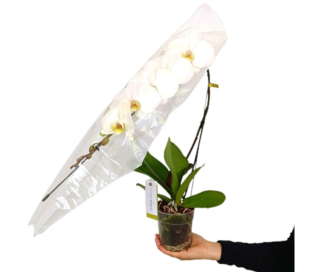 Orquídea Phalaenopsis Formidablo M12_2