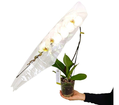 Orquídea Phalaenopsis Formidablo M12_2