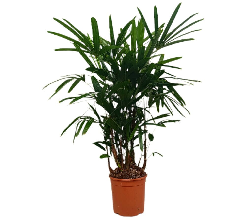 Raphis Excelsa M21 50cm_0