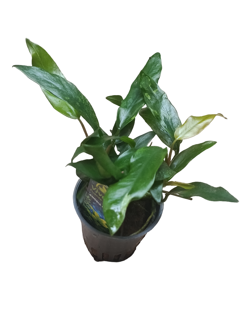 Planta Acuatica Anubia Minima Para Acuarios Y Terrarios Ø5_0