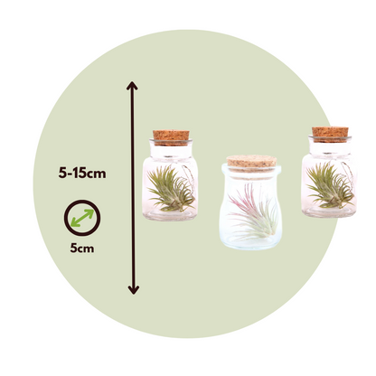 Claveles De Aire - 6 Pzs - Tillandsia - Altura 5-15cm - ⌀5cm_2