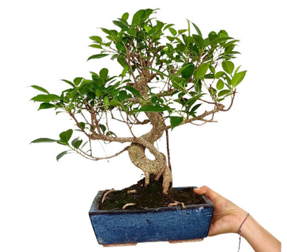 Bonsái Ficus Retusa 10 Años_1