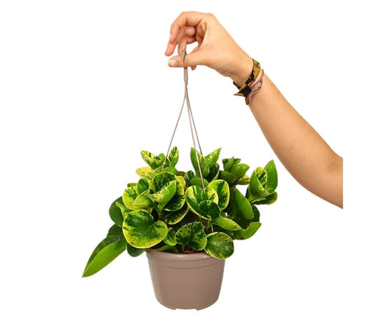 Peperomia Obtusifolia Variegata T15_0