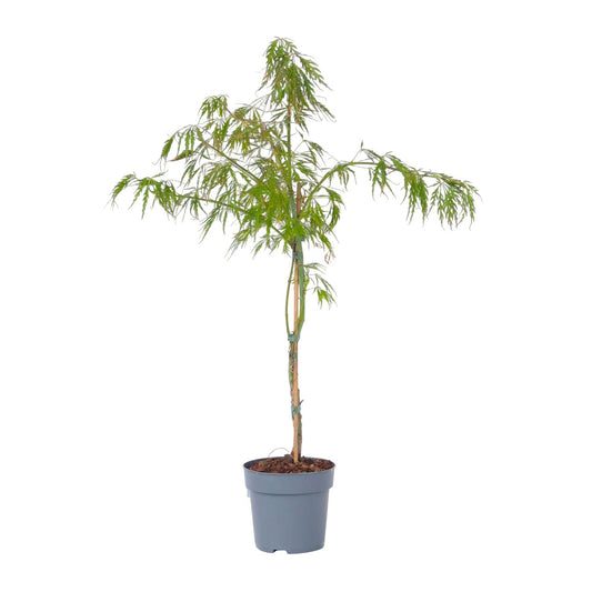 Arce Japonés - Acer Palmatum 'inaba-shidare' - Altura 30-40cm - ⌀13cm_0