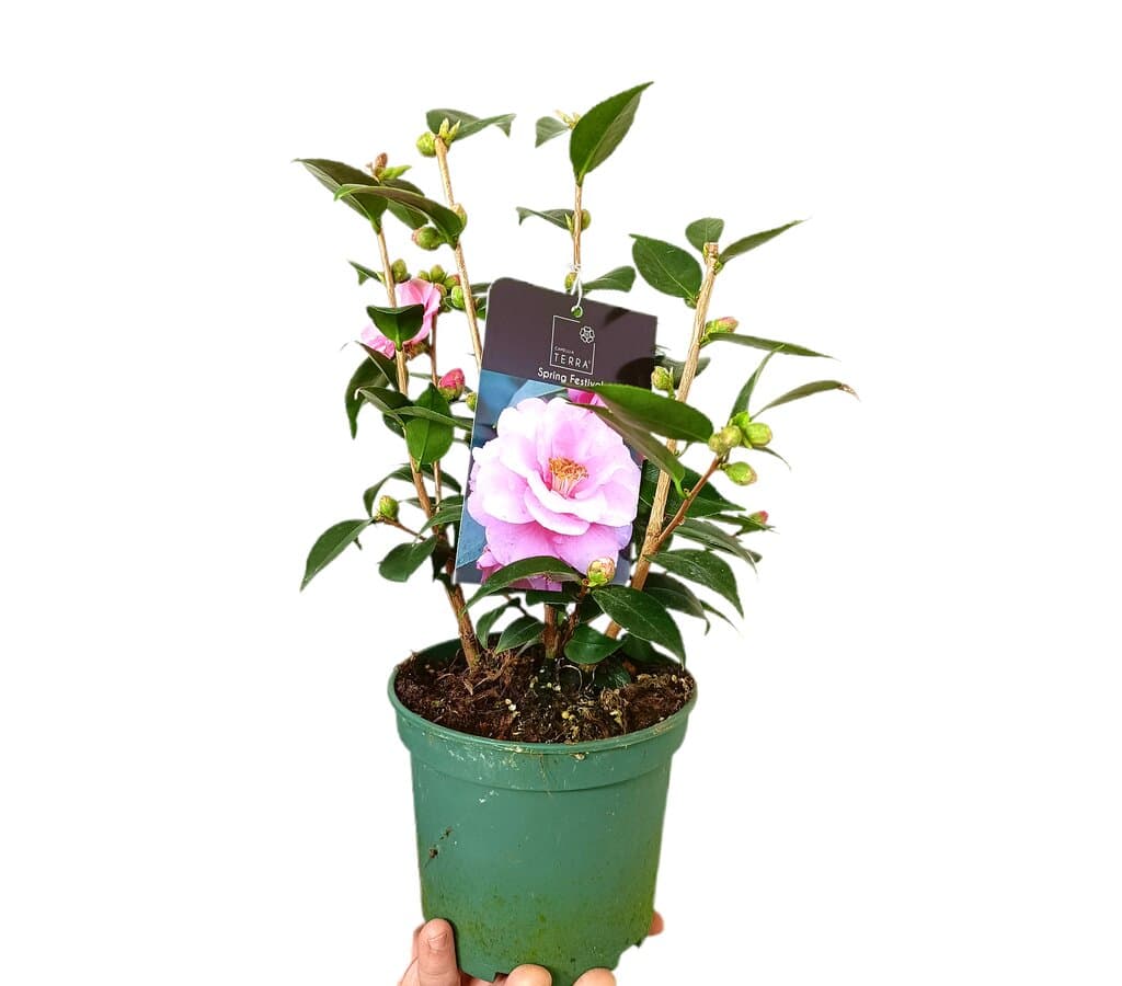 Camelia Spring Festival M15_0