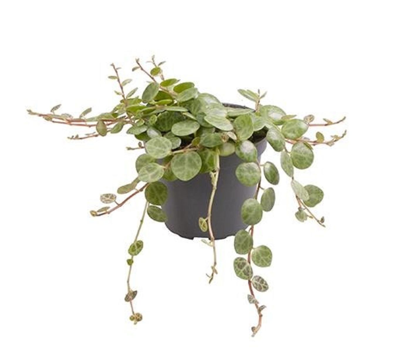 Planta Peperomia Prostrata De Interior Mini Ø5 Cm_0