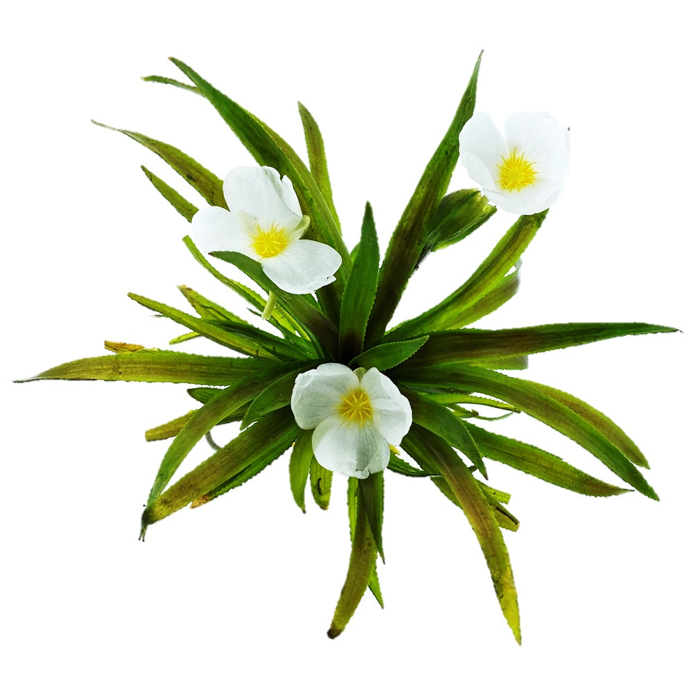 Estratiote - Stratiotes Aloides - 6 Plantas_0