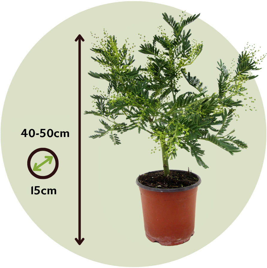 Acacia Dealbata - 2 Pzs - Mimosa Dealbata - Altura 40-50cm - ⌀15cm_2