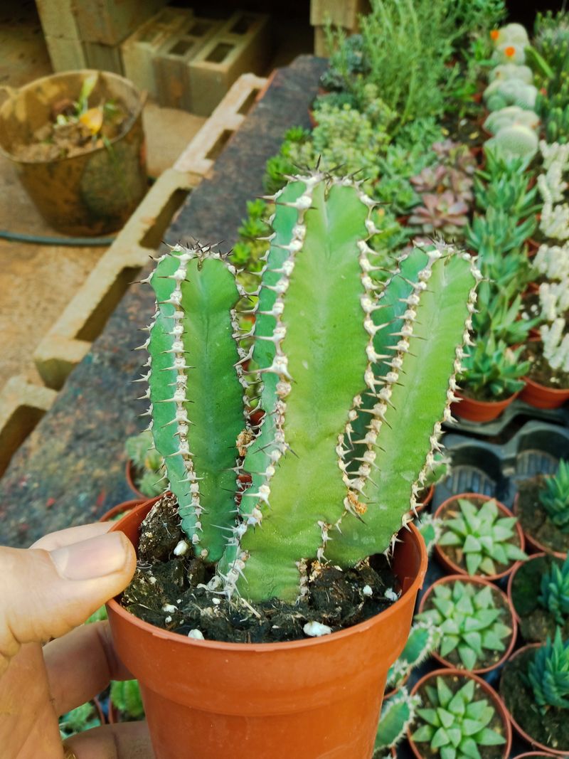 Euphorbia Polycantha Planta Suculenta Ø8 Cms_0