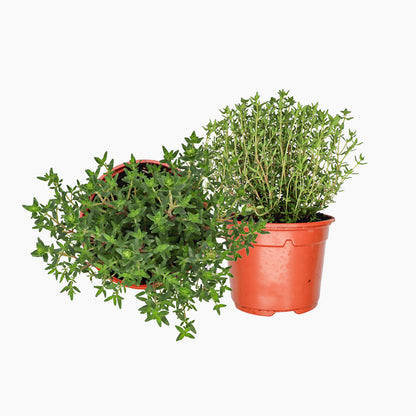 Maceta Tomillo Verde 10,5 Cm - Plantabo_0