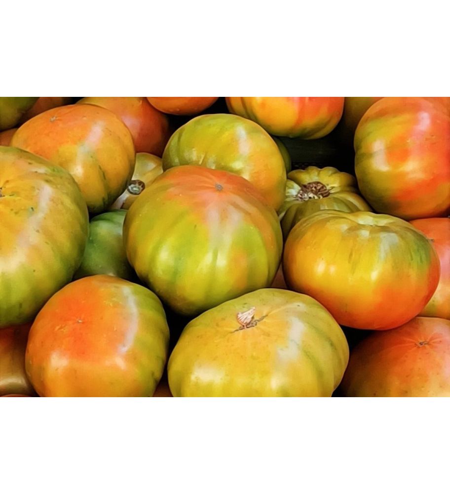 Plantón Tomate Muchamiel (10 Unidades)_0