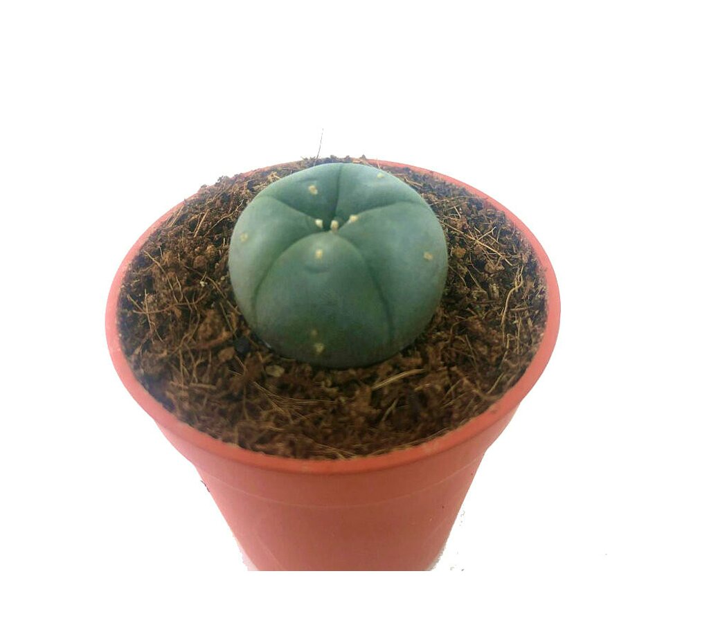 Lophophora Williamsi M5_0