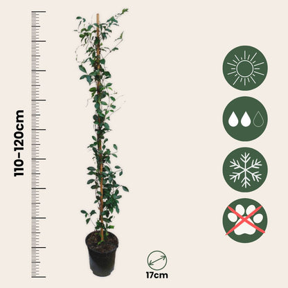 Jazmín Estrellado - 8 Pzs - Trachelospermum Jasminoides - A110-120cm - ⌀17cm_2