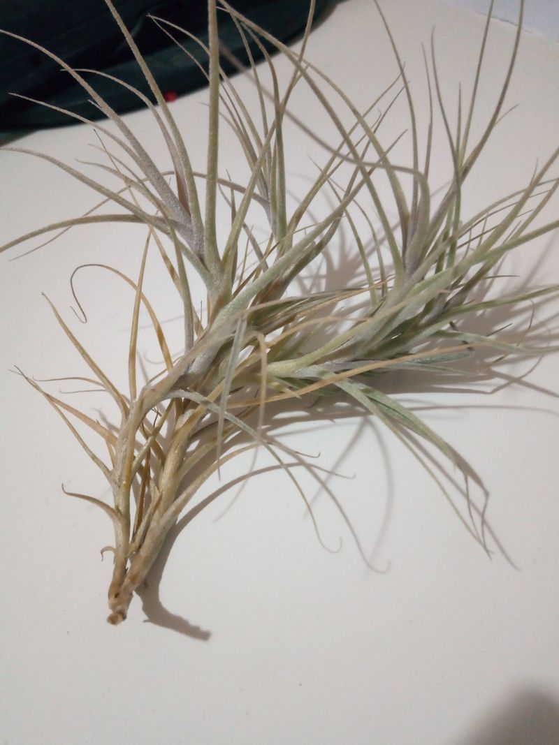 Tillandsia Caerulea Planta Clavel Del Aire_0