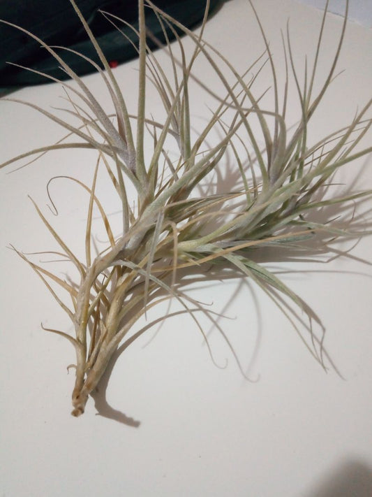 Tillandsia Caerulea Planta Clavel Del Aire_0