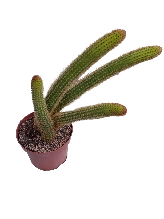 Cactus Colgante Cola De Mono Amarillo Ø12_0