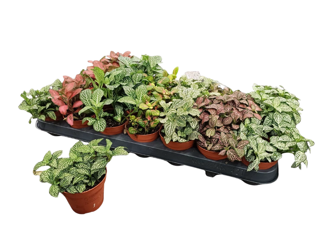 1 Planta Surtida Fittonia De Colores Ø8_0