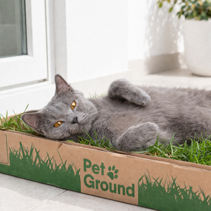 Petground, Arenero Para Gatos, Cama De Césped Natural, Hierba Gatera, Alfombra Olfativa S: 62 X 40 Cm_2