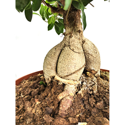 Bonsai Ficus Ginseng T35_1